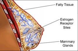diagram of breast showing anatomy